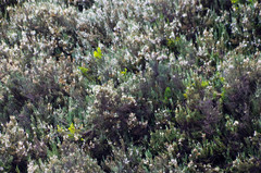 Diplostephium ericoides