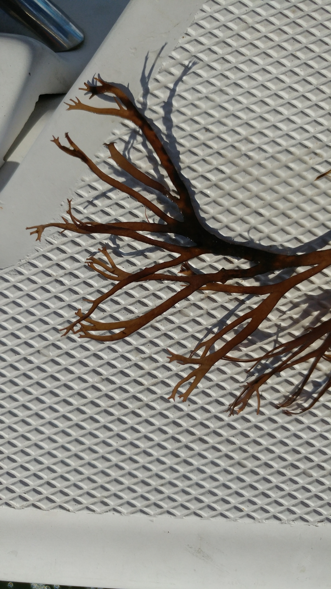Gracilaria foliifera