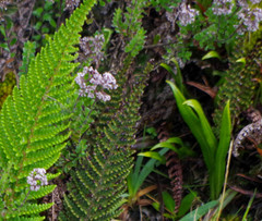 Valeriana microphylla