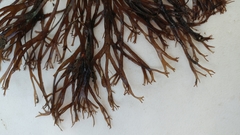 Gracilaria foliifera