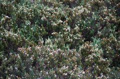 Diplostephium ericoides