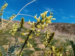 Astragalus trichopodus antisellii