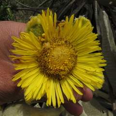 Espeletia barclayana