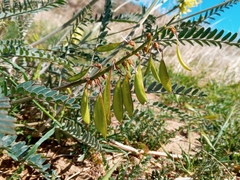 Astragalus trichopodus antisellii