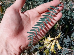 Astragalus trichopodus antisellii