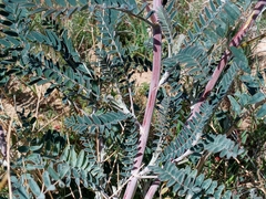 Astragalus trichopodus antisellii
