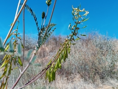 Astragalus trichopodus antisellii