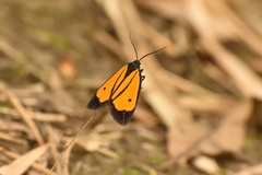 Paratype univitta
