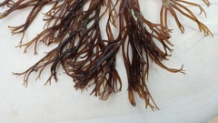 Gracilaria foliifera