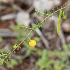 Acacia lycopodiifolia