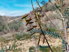 Astragalus trichopodus antisellii