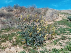 Astragalus trichopodus antisellii