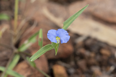 Commelina ensifolia