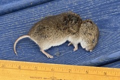 Microtus canicaudus