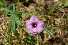Ipomoea platensis
