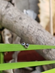 Maratus anomalus
