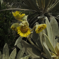 Espeletia barclayana