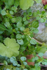 Pilea peploides