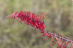 Grevillea dryandri