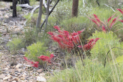 Grevillea dryandri