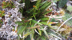 Aciphylla cartilaginea