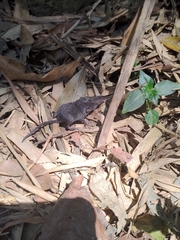 Crocidura tanakae