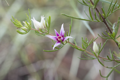 Boronia lanuginosa