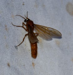 Labidus coecus