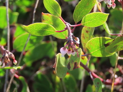 Arctostaphylos hookeri hookeri