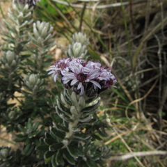 Linochilus phylicoides