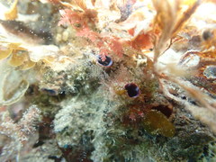 Cnemidocarpa nisiotis