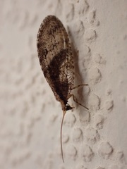 Wesmaelius subnebulosus