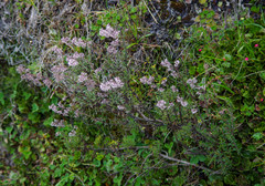Valeriana microphylla