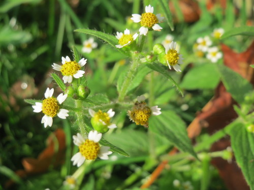 Galinsoga quadriradiata