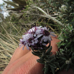 Linochilus phylicoides