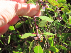 Arctostaphylos hookeri hookeri