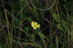 Villarsia capensis