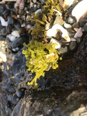 Psilophycus alveatus