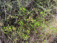 Arctostaphylos hookeri hookeri