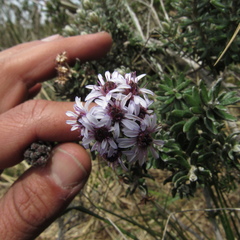 Linochilus phylicoides