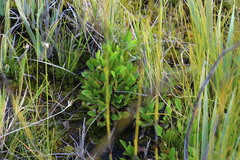 Villarsia capensis