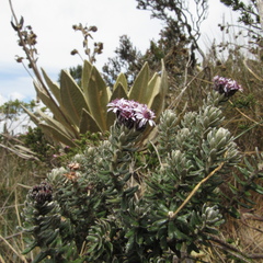 Linochilus phylicoides