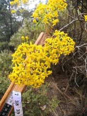 Barkleyanthus salicifolius