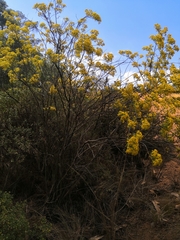 Barkleyanthus salicifolius