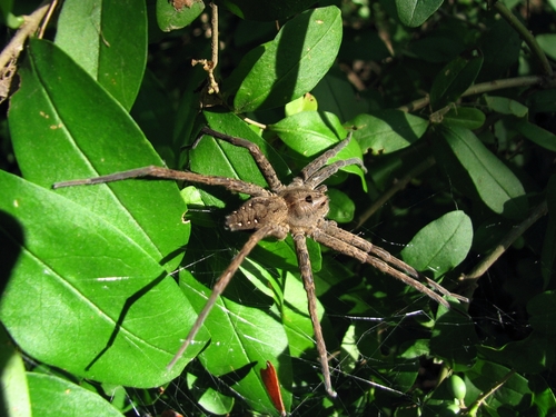Banded Fishing Spider