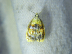 Acleris curvalana