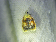 Acleris curvalana