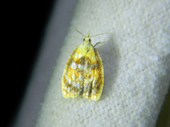 Acleris curvalana