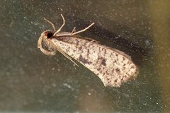 Acrolophus mortipennella