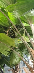 Livistona chinensis